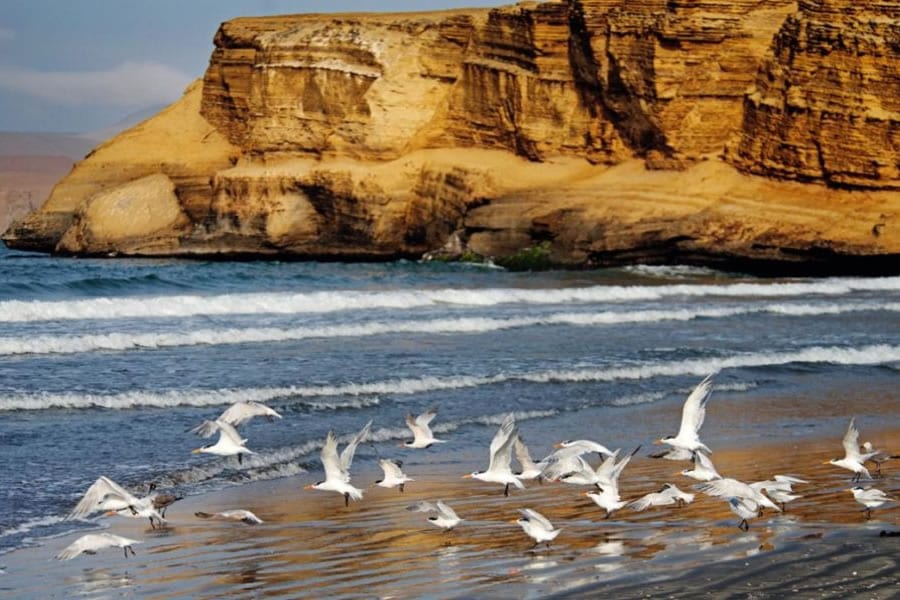 Tour Reserva Nacional de Paracas