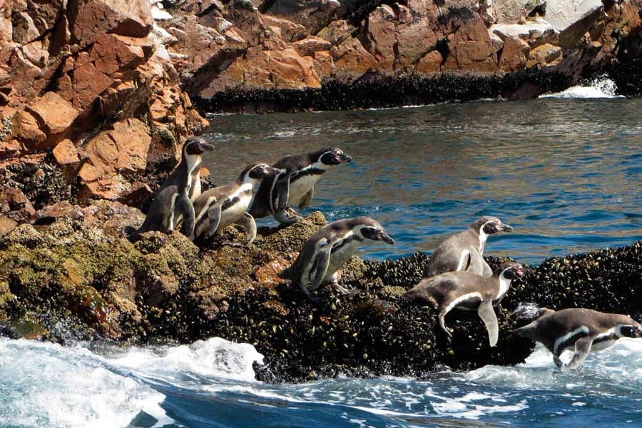 Tour Islas Ballestas