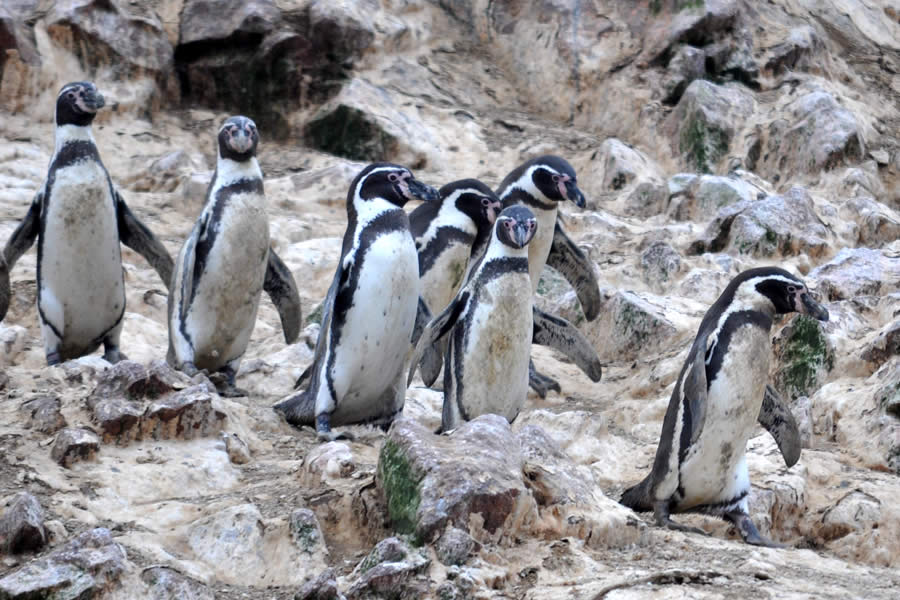 Tour Islas Ballestas