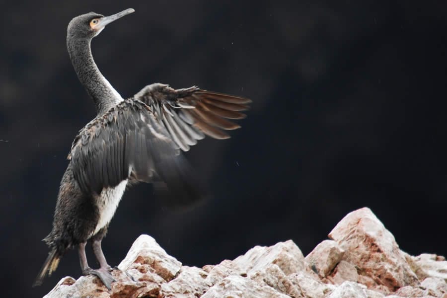 Tour Islas Ballestas