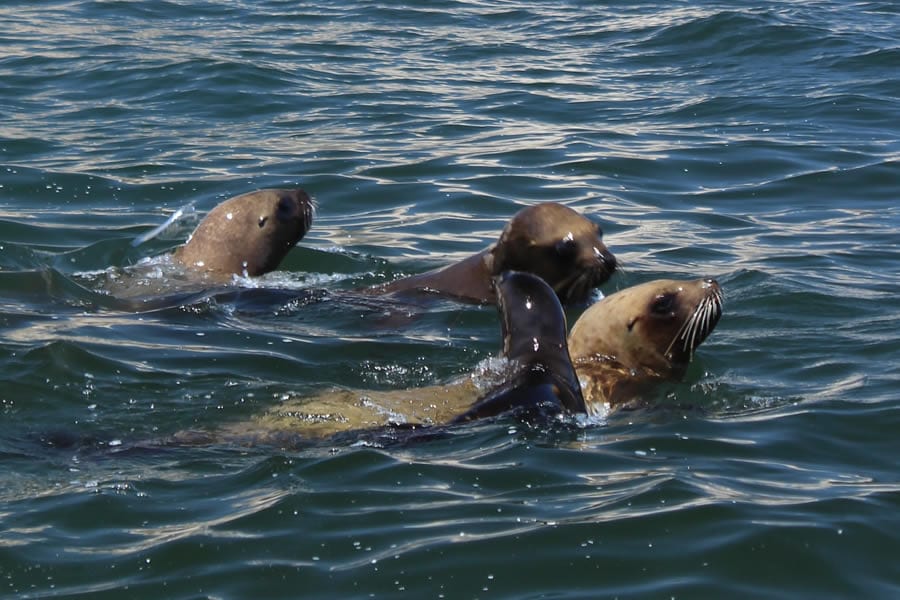 Tour Islas Ballestas