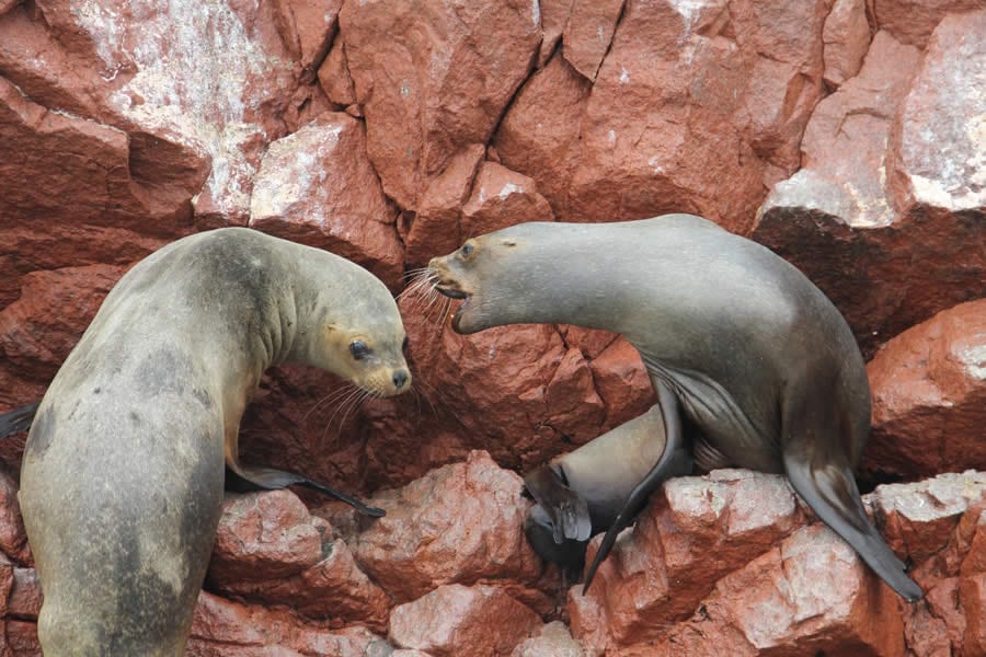 Tour Islas Ballestas