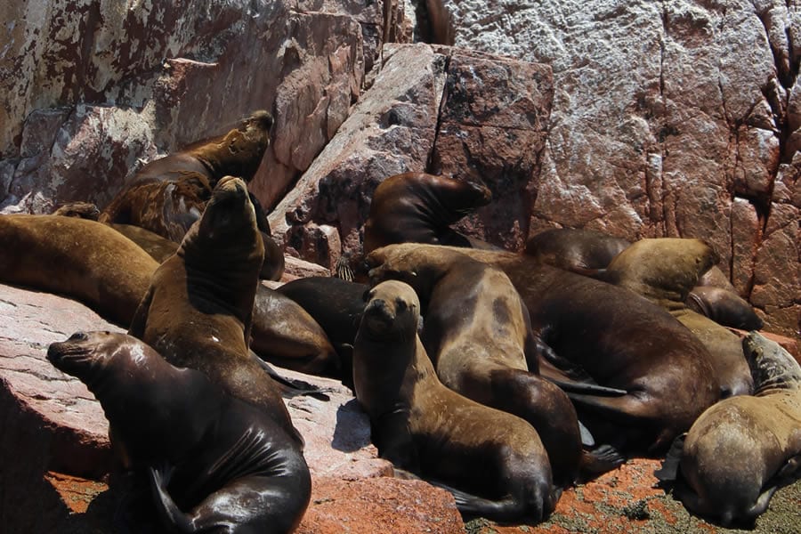 Tour Islas Ballestas