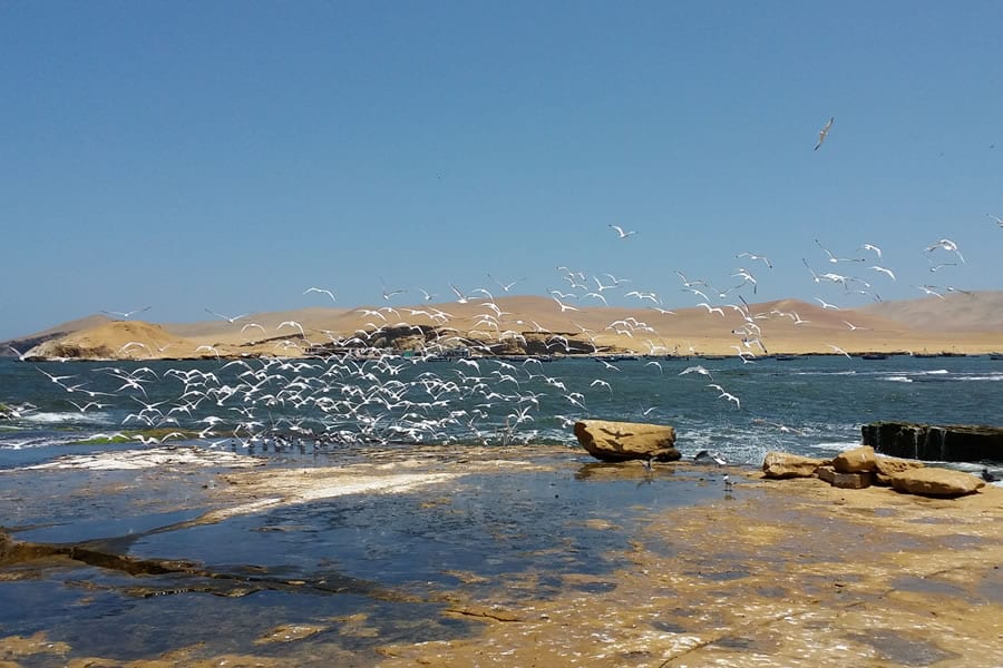 Tour Reserva Nacional de Paracas